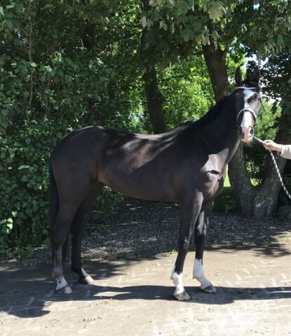 Billede