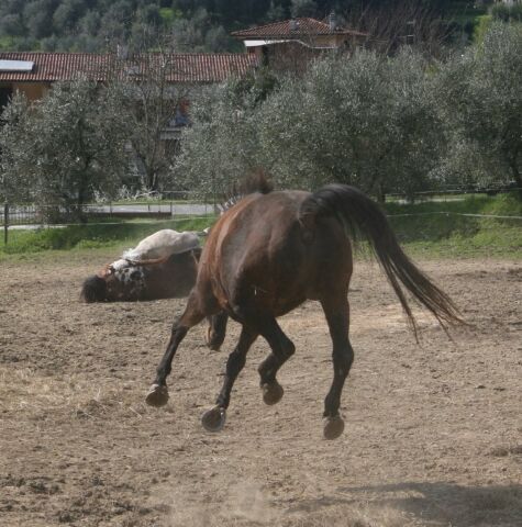 Billede