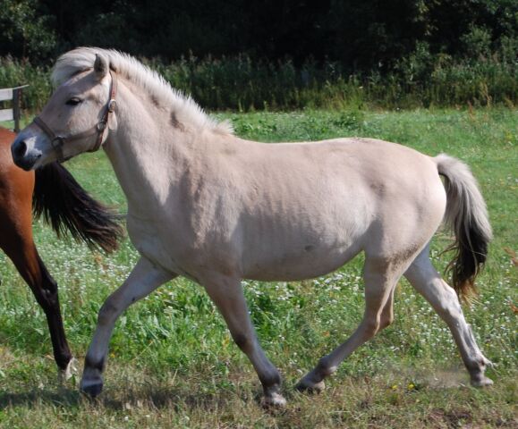 Billede