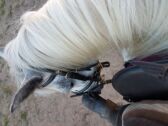 Billede