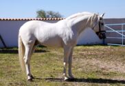 Billede