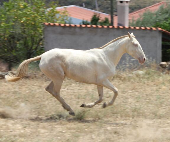 Billede