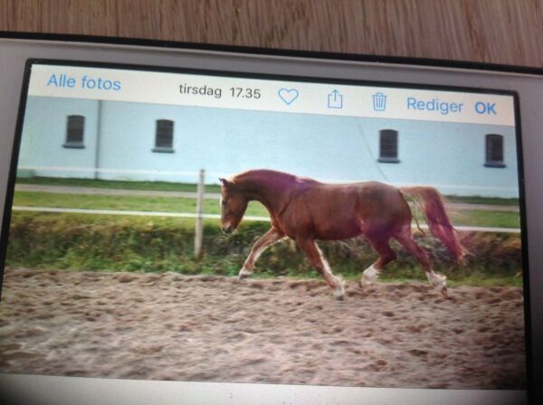 Billede