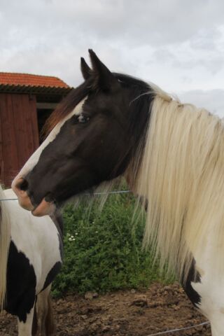 Billede