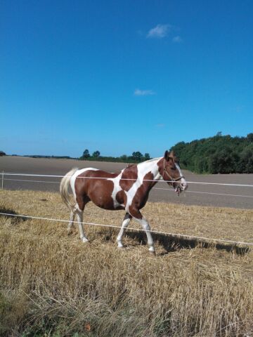 Billede