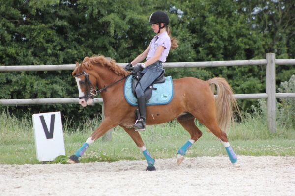 Billede