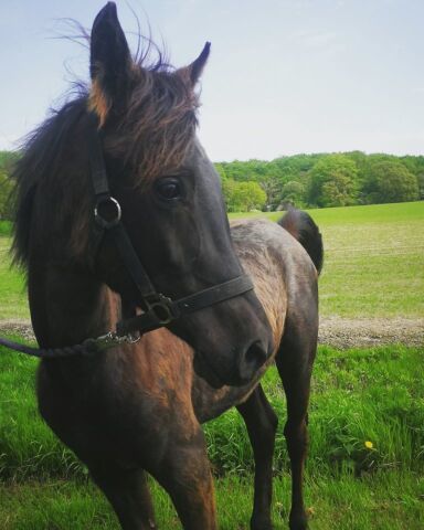 Billede
