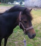 Billede