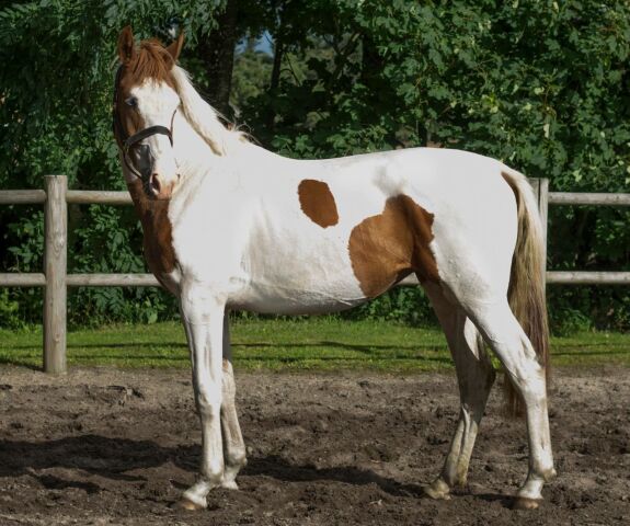 Billede