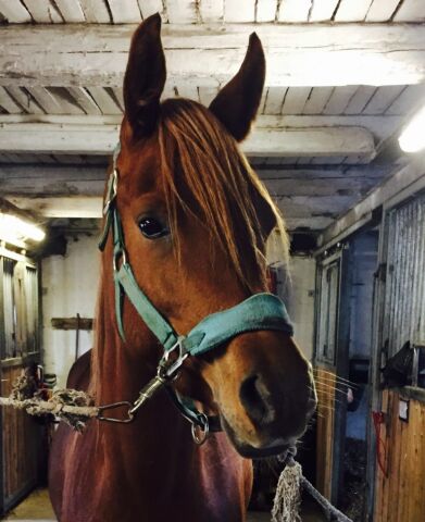 Billede