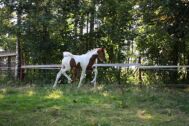 Billede