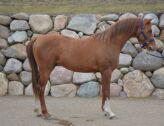 Billede