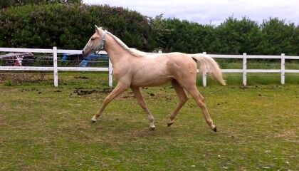 Billede
