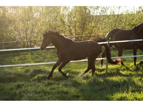 Billede