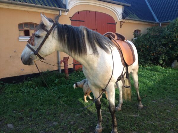 Billede