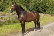 Billede