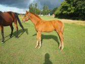 Billede