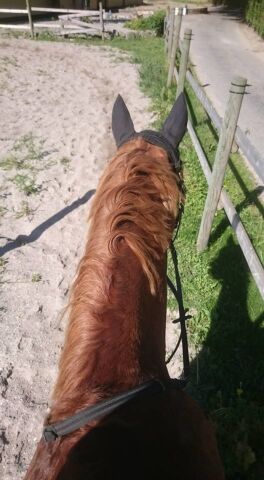 Billede