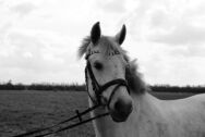 Billede