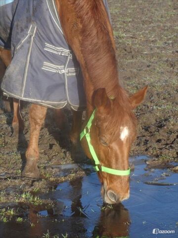 Billede