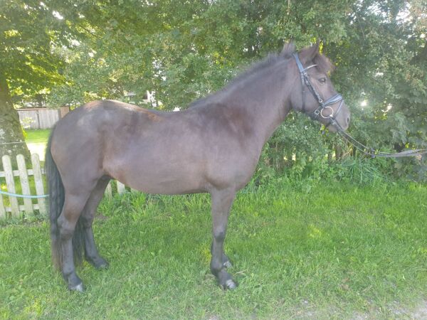 Billede
