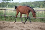 Billede