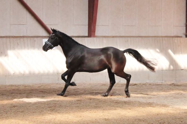 Billede