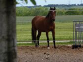 Billede