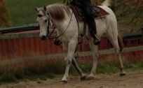 Billede