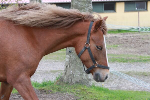 Billede