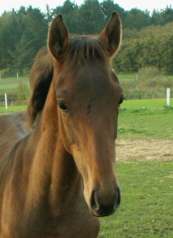 Billede