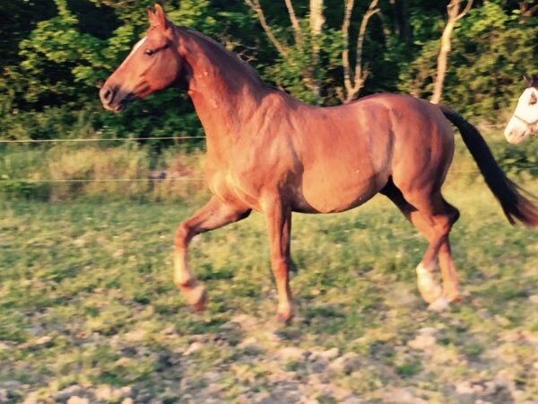 Billede