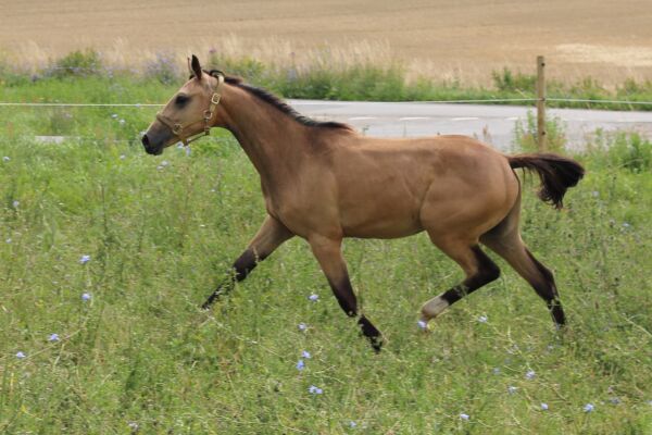 Billede