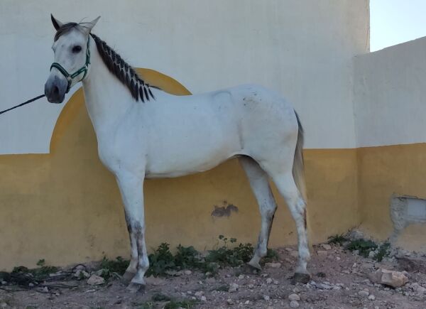 Billede