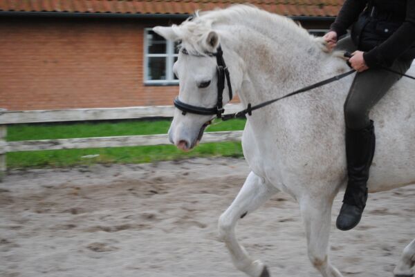 Billede