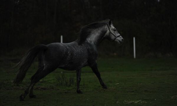 Billede