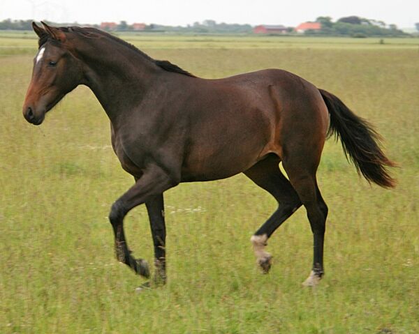 Billede
