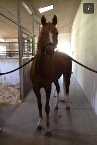 Billede