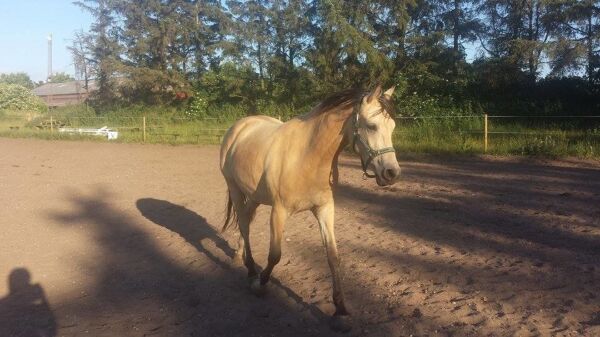 Billede