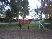 Billede