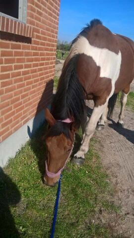 Billede