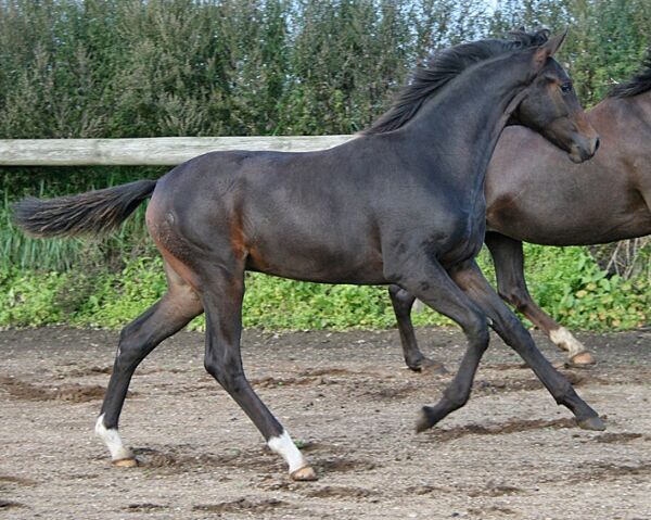 Billede