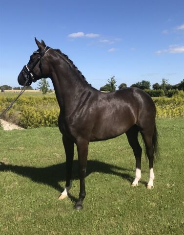 Billede