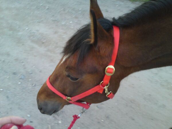 Billede