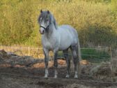 Billede