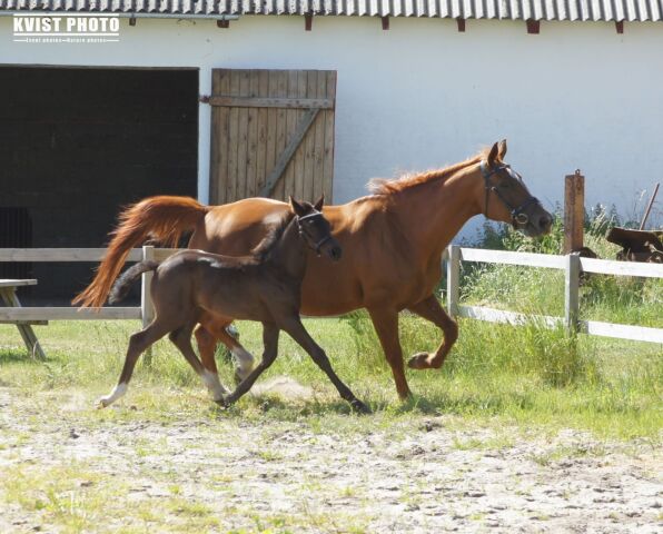 Billede