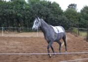 Billede