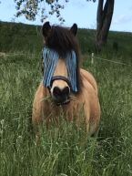 Billede