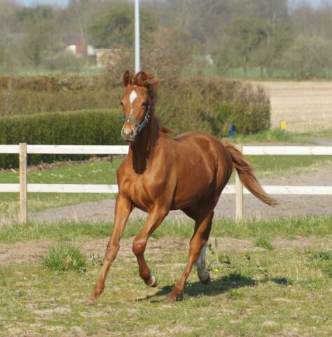 Billede