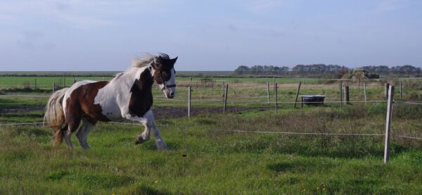 Billede